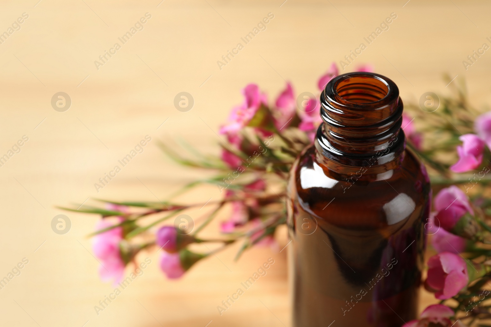 Photo of Bottle of natural tea tree oil and plant on table, closeup. Space for text