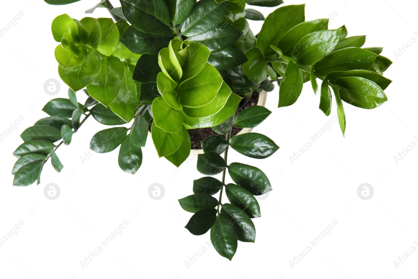 Photo of Pot with Zamioculcas home plant on white background, top view