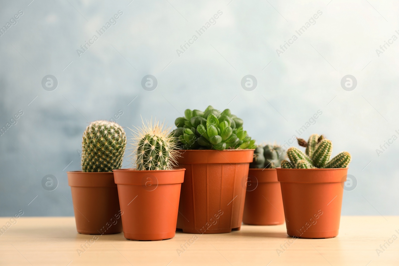 Photo of Beautiful succulent plants in pots on table against blue background, space for text. Home decor