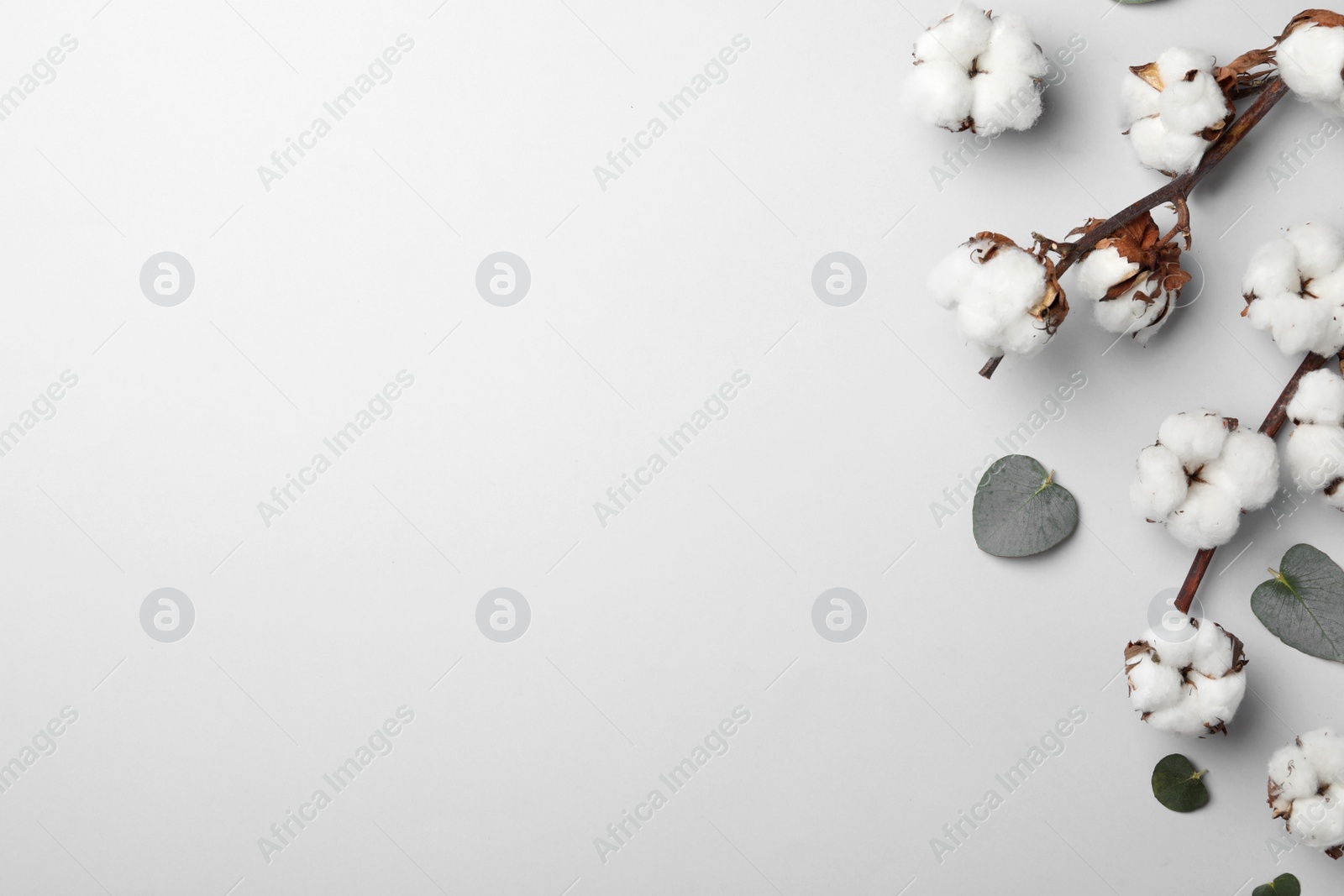 Photo of Flat lay composition with cotton flowers on light grey background. Space for text