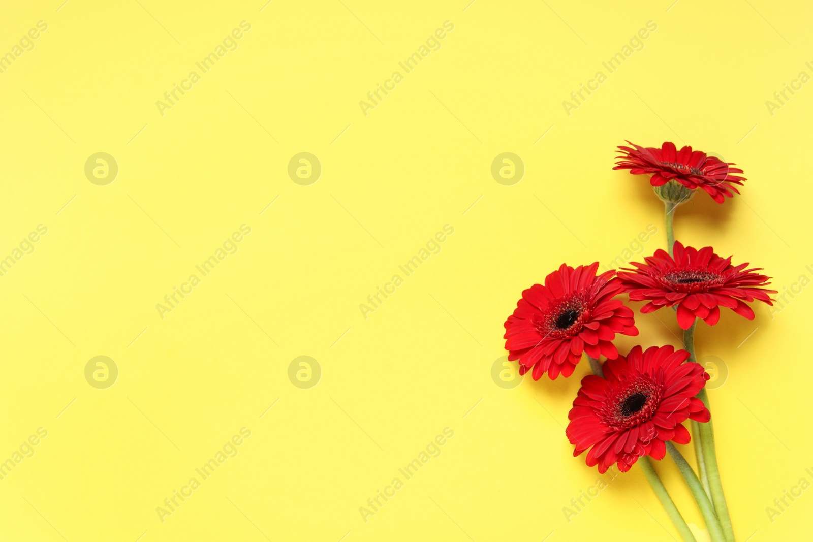 Photo of Beautiful bright gerbera flowers on yellow background, flat lay. Space for text