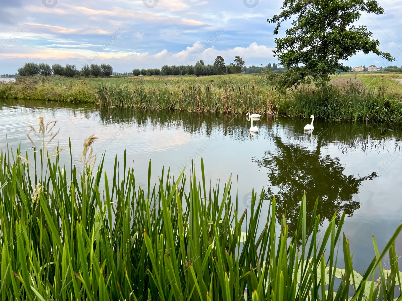 Photo of Beautiful view of swans on river, reeds and cloudy sky