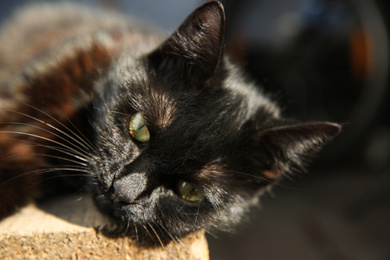 Beautiful black stray cat outdoors on sunny day, closeup