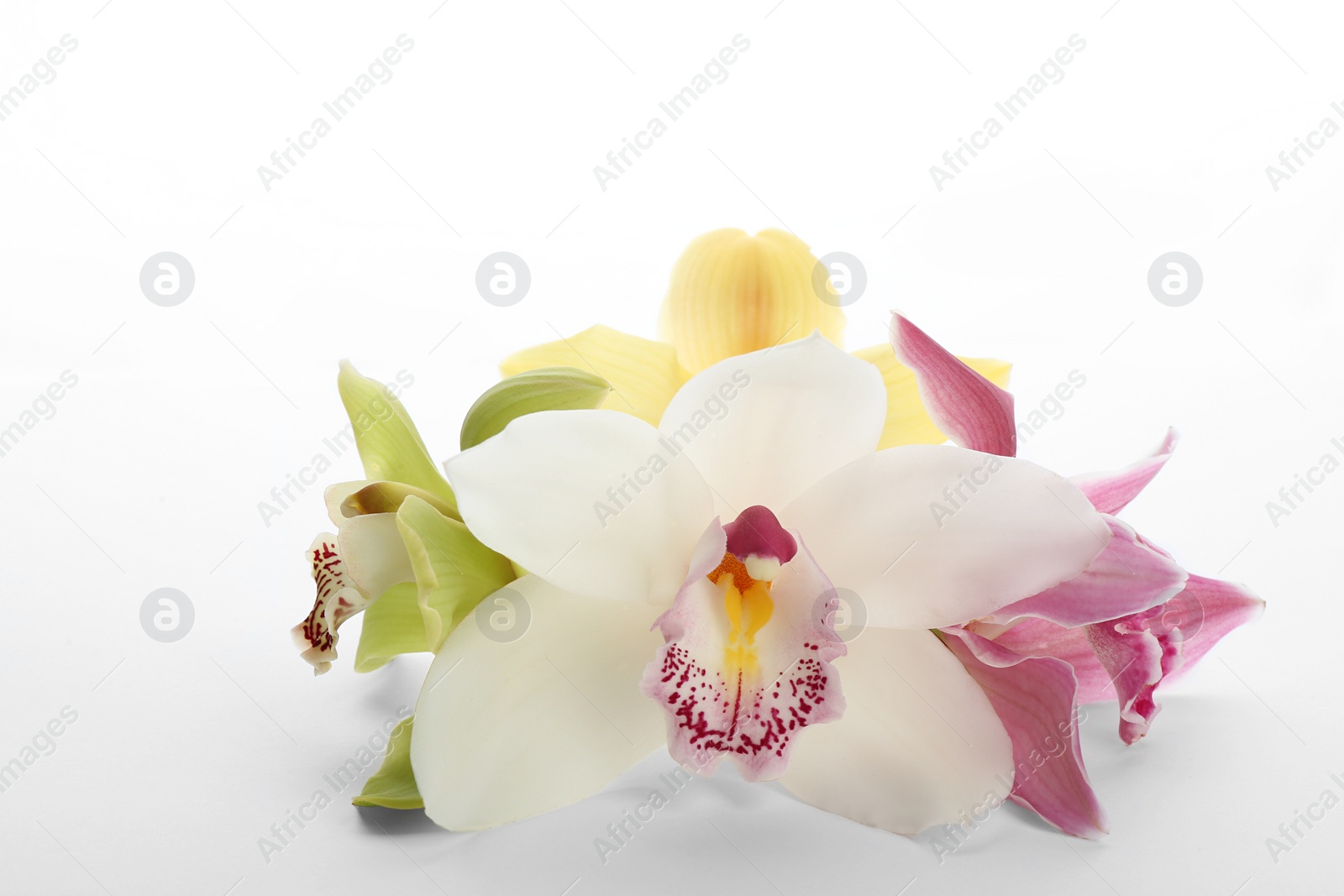 Photo of Beautiful tropical orchid flowers on white background