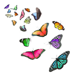 Image of Amazing different butterflies flying on white background