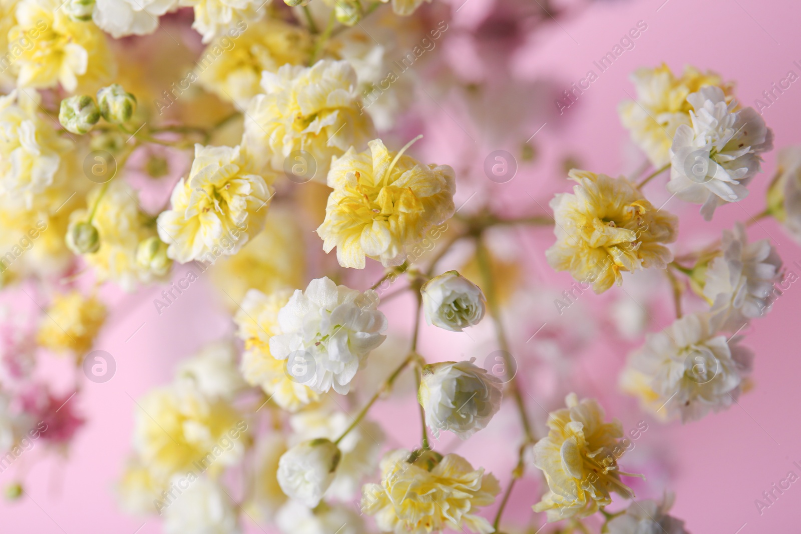 Photo of Beautiful dyed gypsophila flowers on pink background, closeup