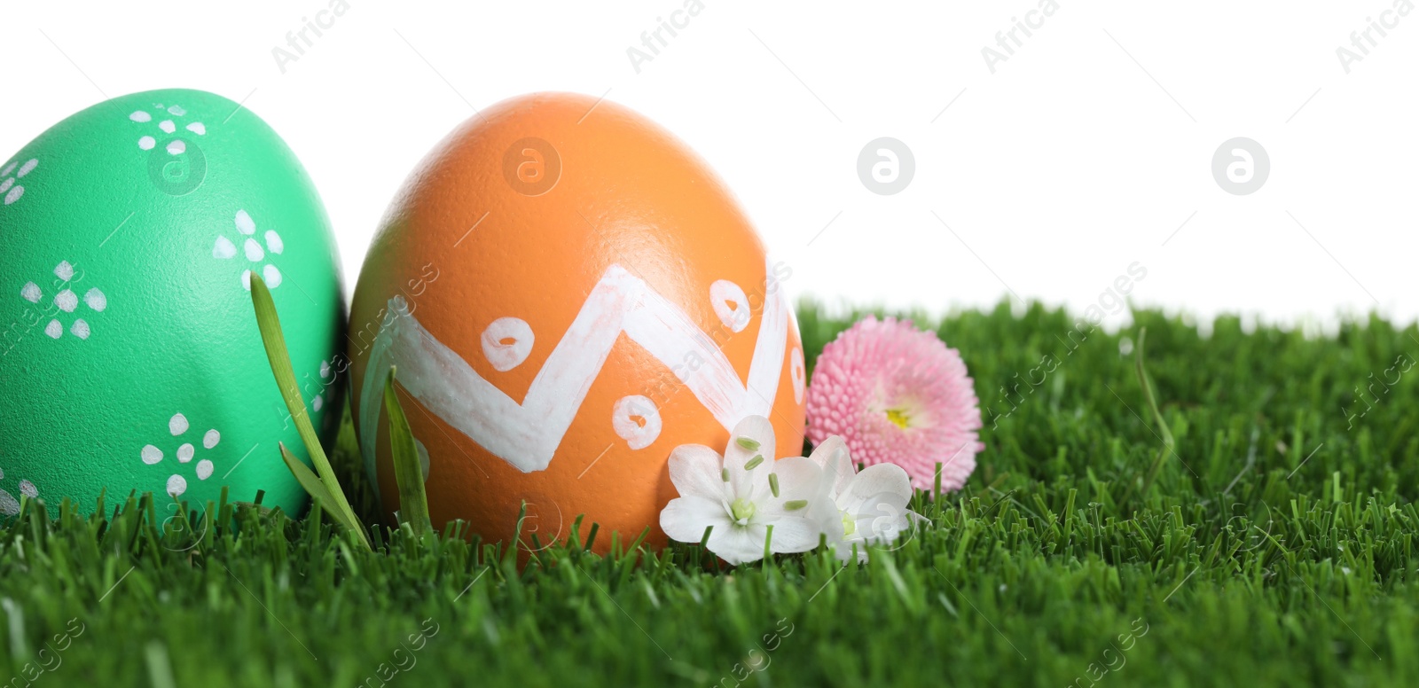 Photo of Colorful Easter eggs and flowers on green grass against white background, closeup