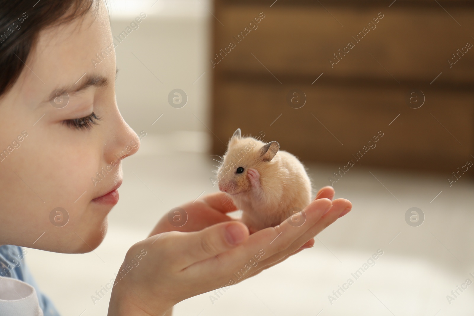 Photo of Little girl holding cute hamster at home, closeup