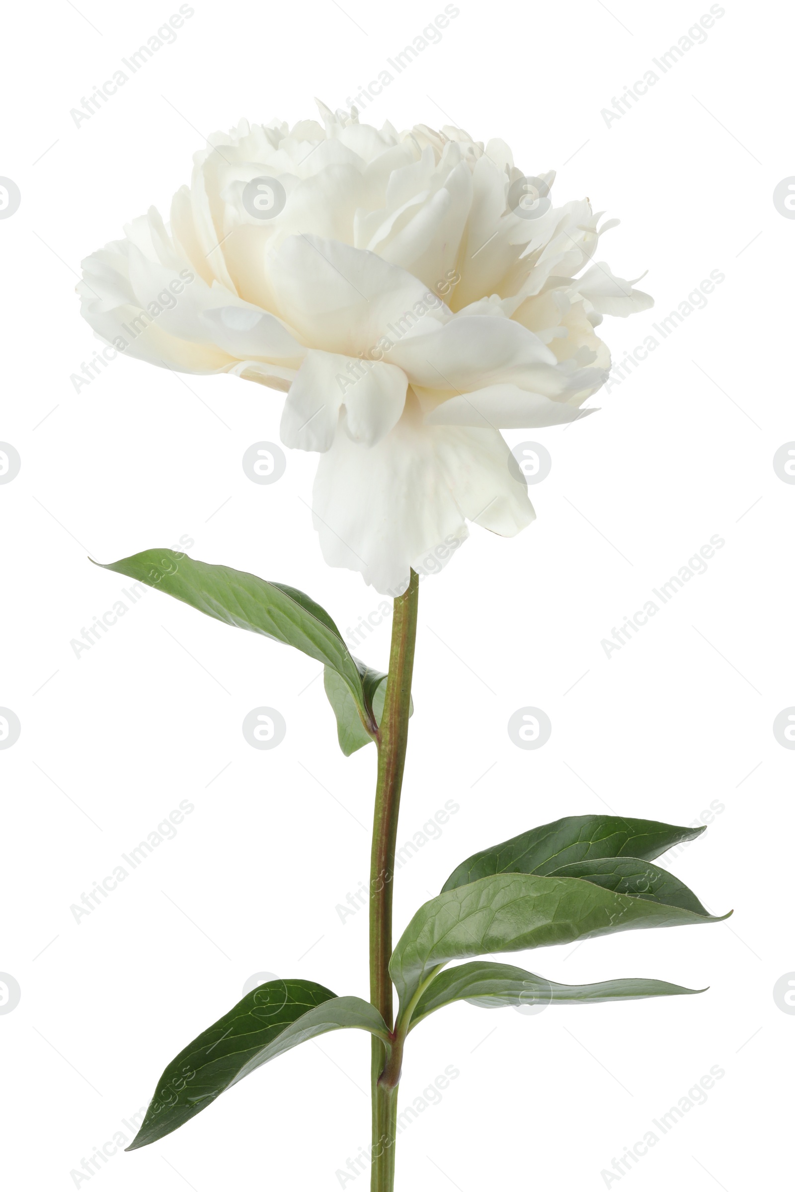 Photo of Beautiful fragrant peony flower isolated on white