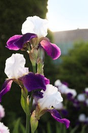 Photo of Beautiful bright blooming iris outdoors, closeup view