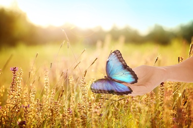 Image of Woman holding beautiful morpho butterfly in sunlit field, closeup