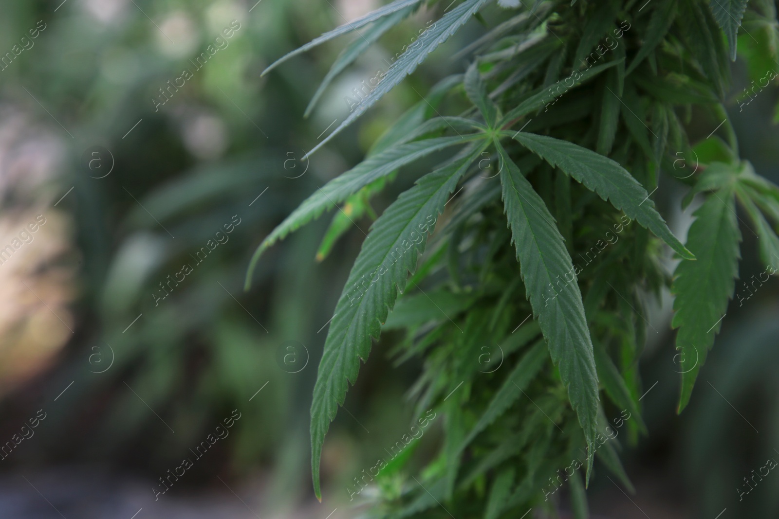 Photo of Green organic hemp growing outdoors, closeup. Space for text