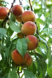 Ripe peaches on tree branch in garden