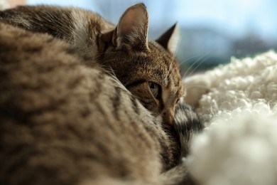 Photo of Cute cat on white soft plaid at window sill indoors, closeup. Space for text