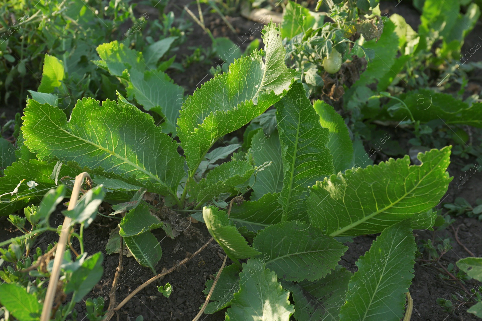 Photo of Beautiful horseradish plants growing in kitchen garden