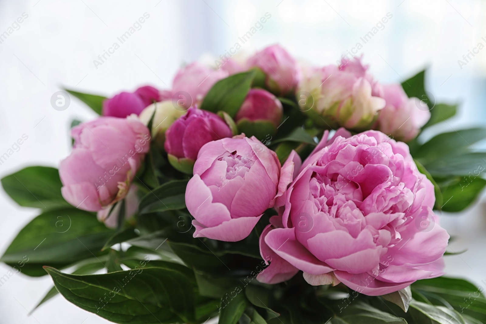 Photo of Bouquet of beautiful peonies on blurred background, closeup