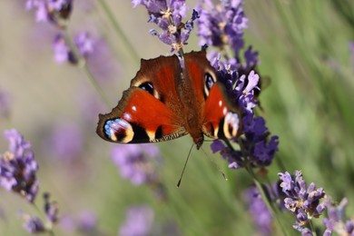 Photo of Beautiful butterfly in lavender field on sunny day, closeup
