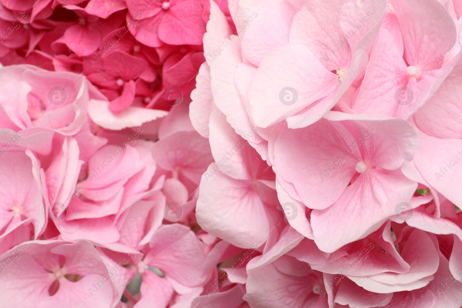 Photo of Beautiful pink hortensia flowers as background, closeup