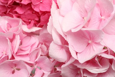 Beautiful pink hortensia flowers as background, closeup