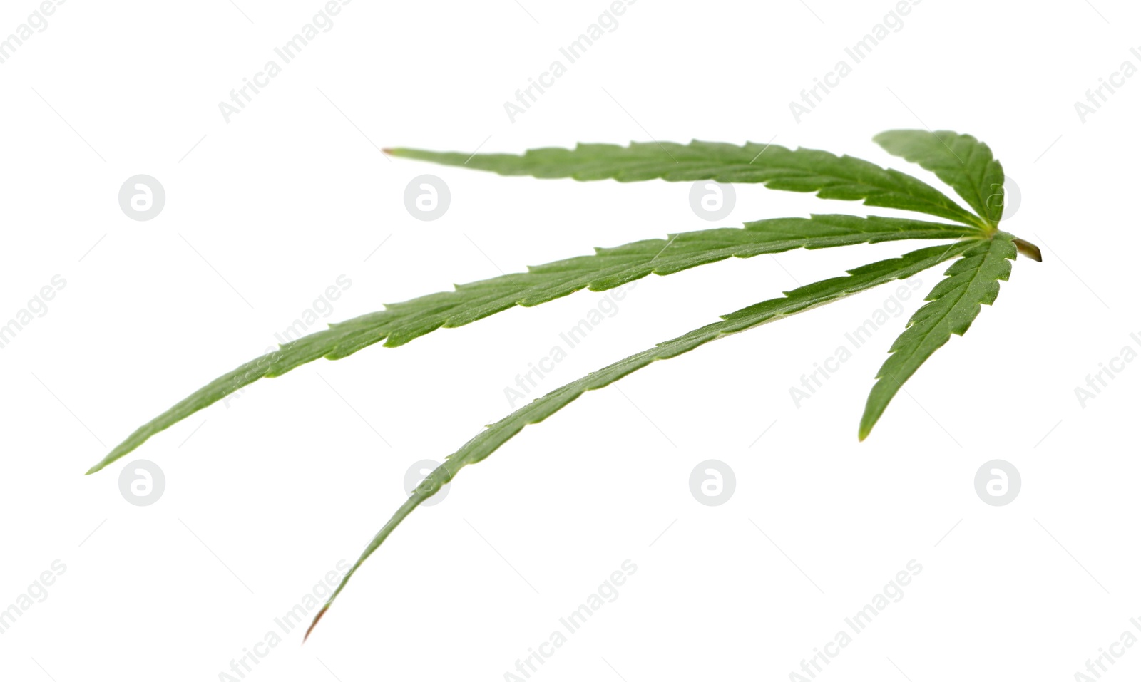 Photo of Green organic leaf of hemp on white background