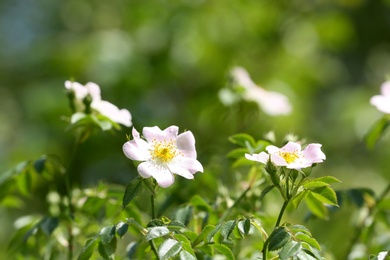 Photo of Beautiful spring dog rose flowers in green garden on sunny day, space for text