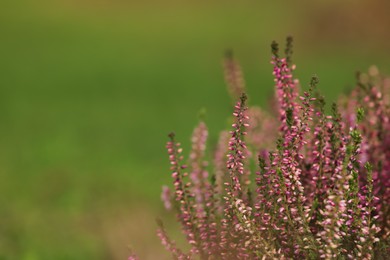 Heather shrub with beautiful flowers outdoors. Space for text