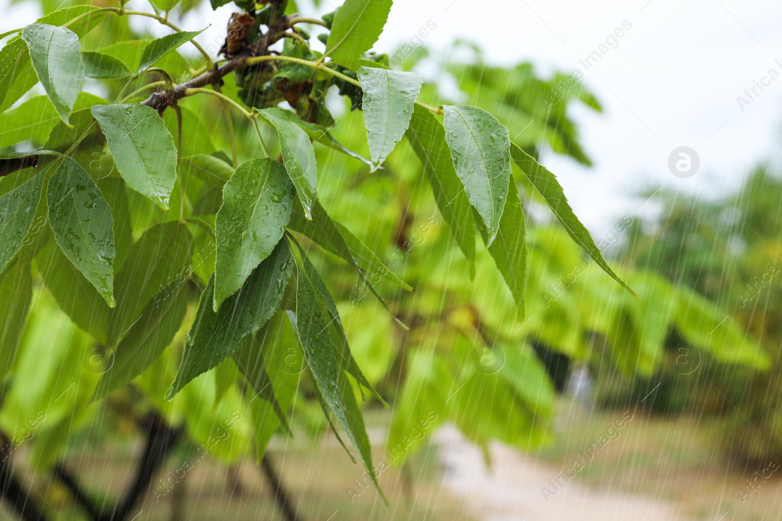 Photo of Tree branch with green leaves in park during rain, closeup