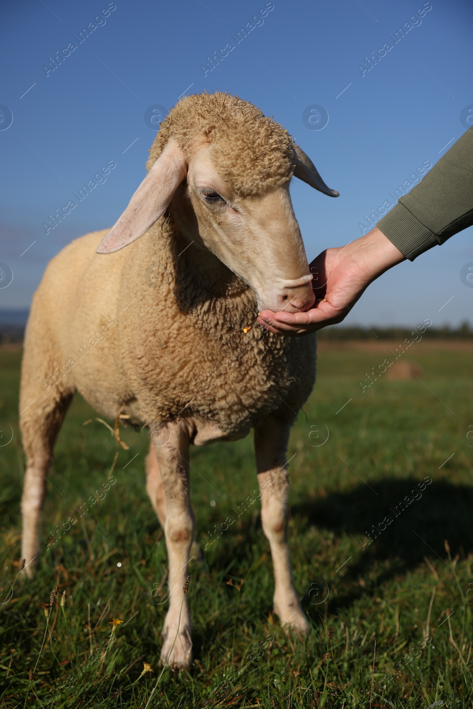 Photo of Man feeding sheep on pasture outdoors, closeup. Cute animal