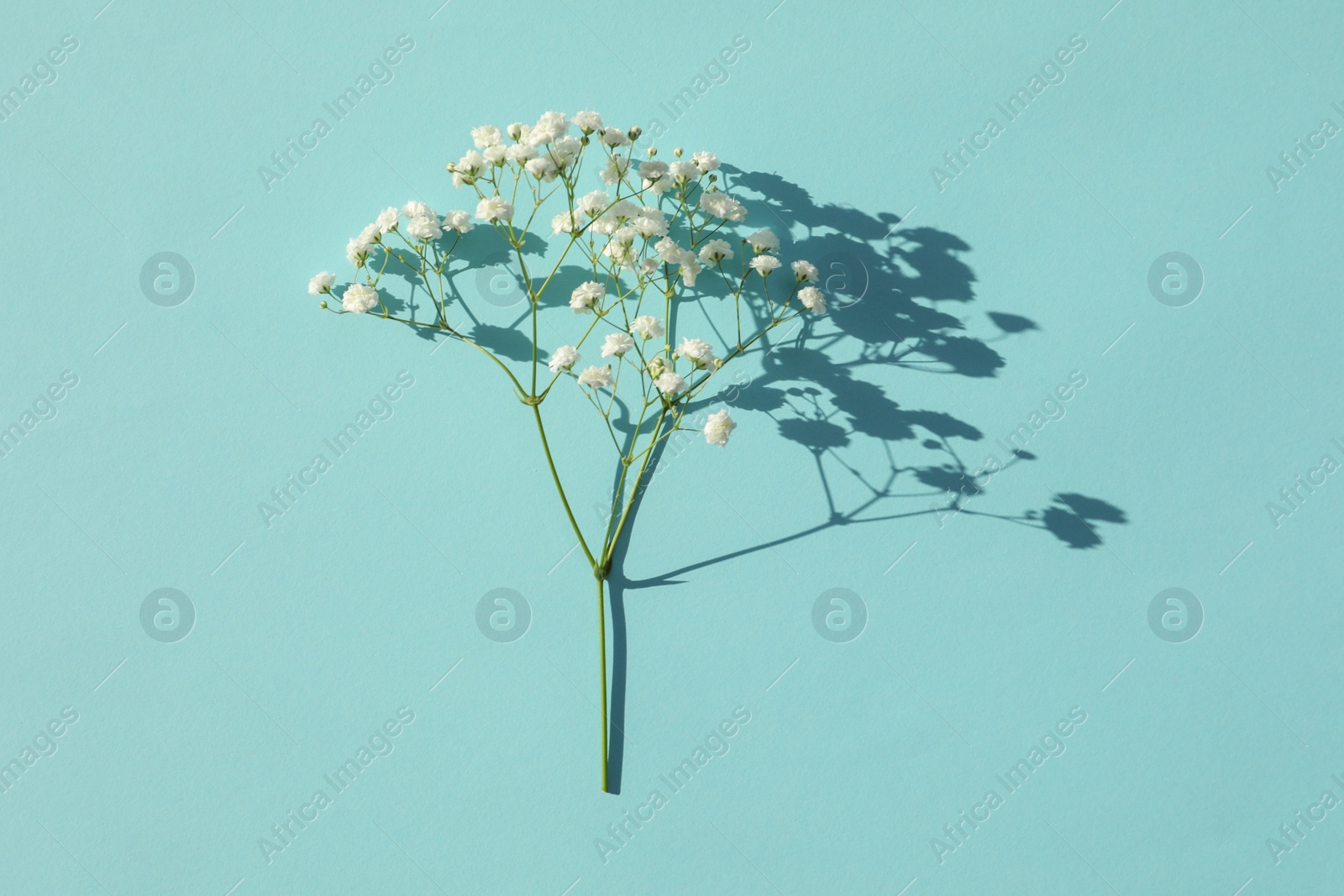 Photo of Beautiful gypsophila twig on turquoise background, top view