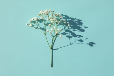 Photo of Beautiful gypsophila twig on turquoise background, top view