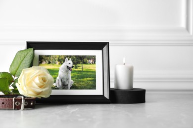 Photo of Frame with picture of dog, collar, burning candle and rose flower on light grey table, space for text. Pet funeral