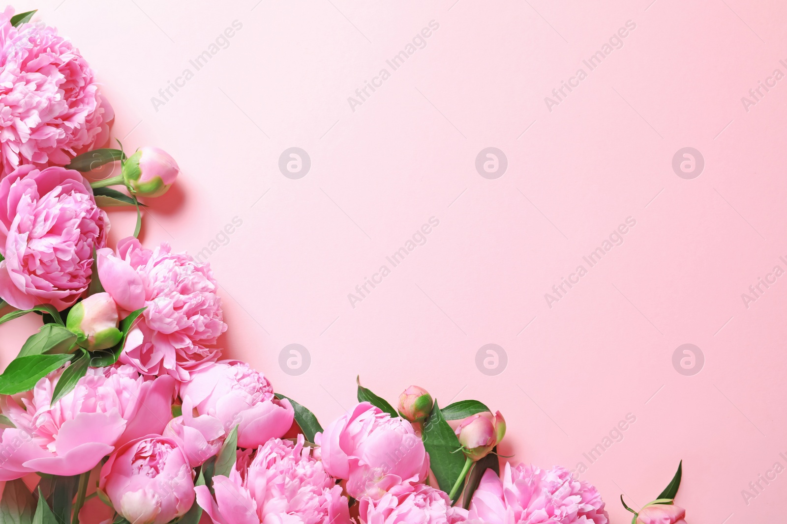 Photo of Beautiful fragrant peony flowers on color background