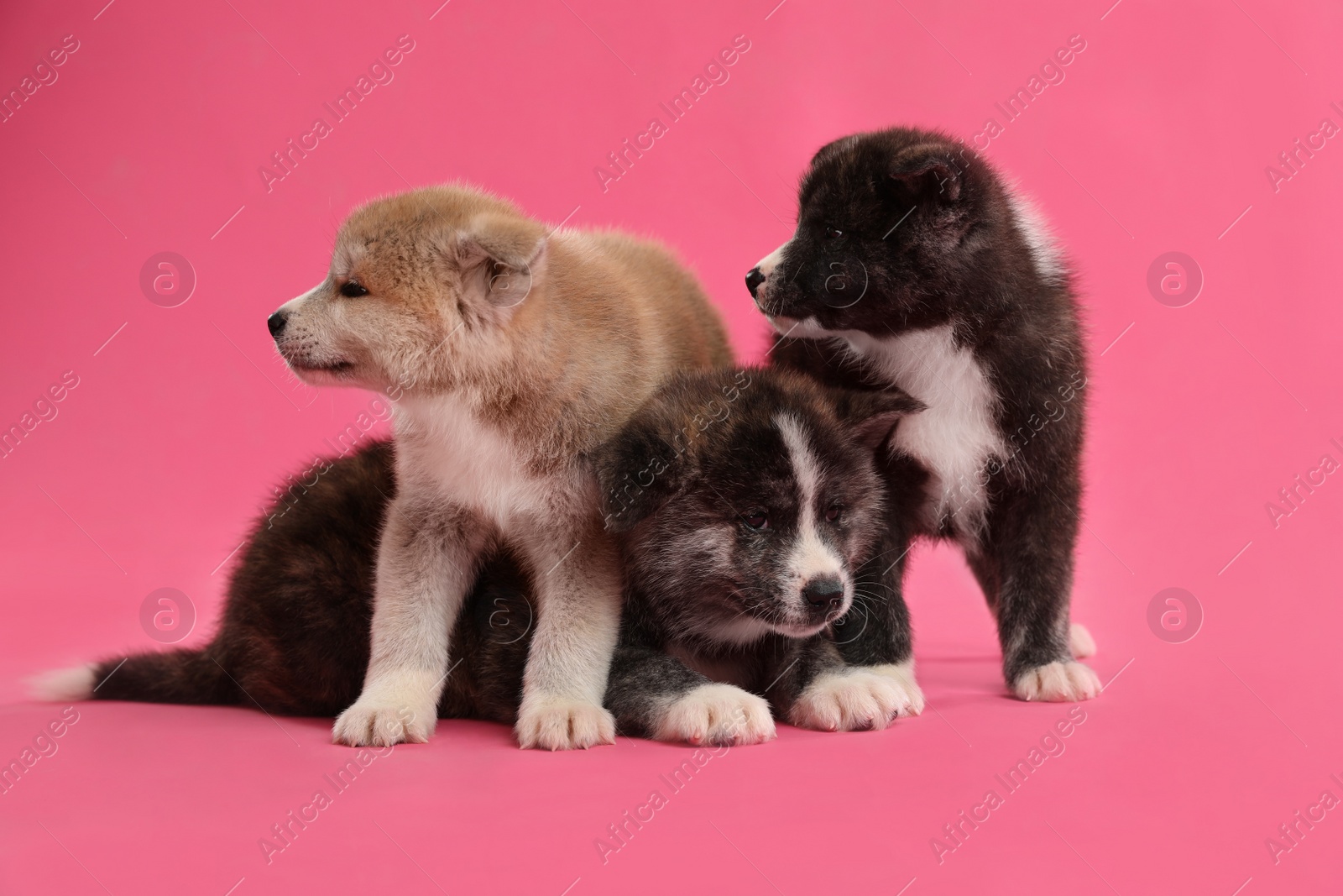 Photo of Cute Akita inu puppies on pink background. Friendly dogs