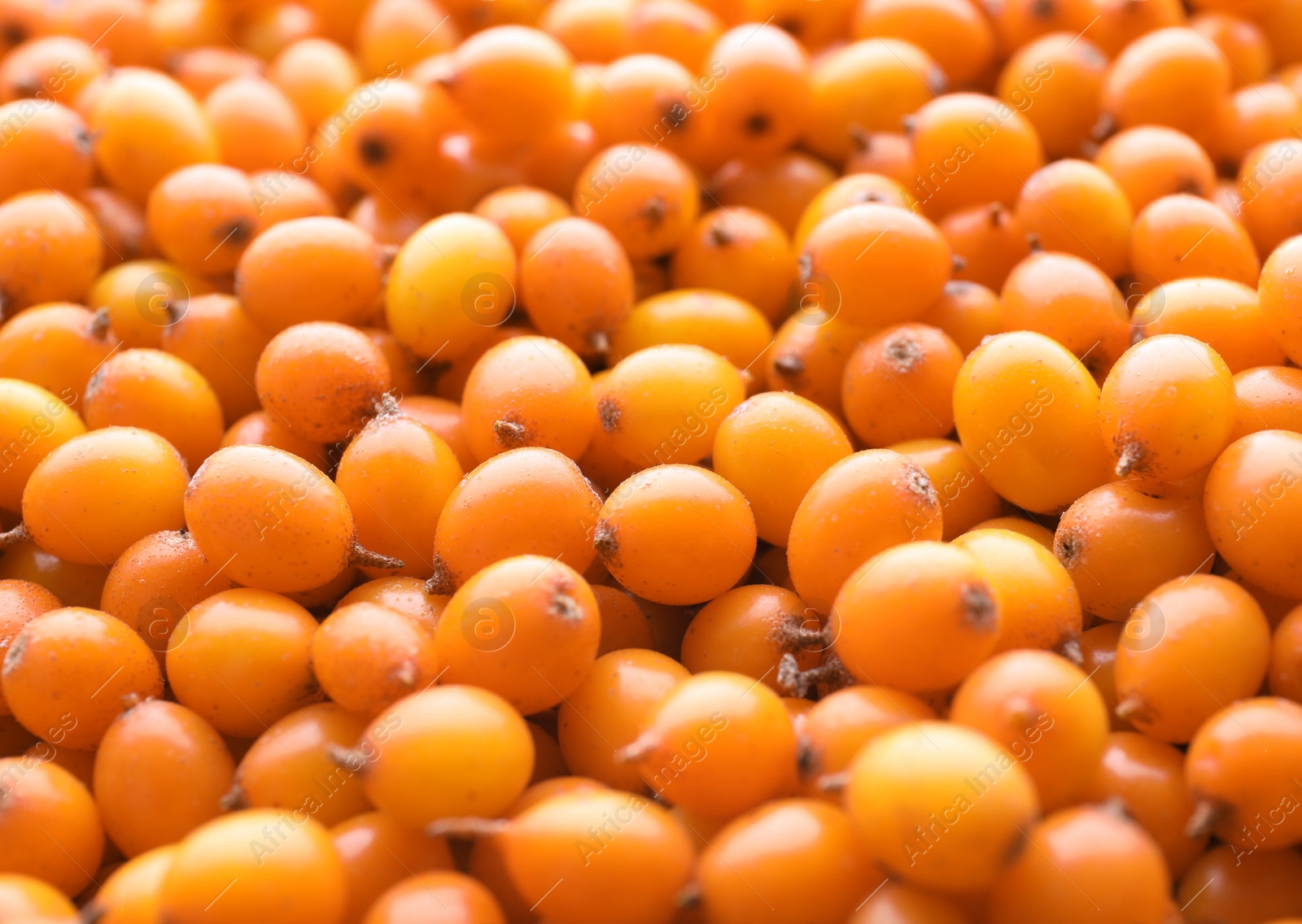 Photo of Fresh ripe sea buckthorn berries as background, closeup