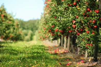 Beautiful view of apple orchard on sunny autumn day