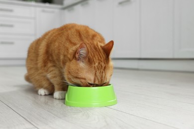 Cute ginger cat eating from feeding bowl in kitchen. Space for text