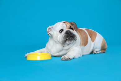 Adorable funny English bulldog with feeding bowl on light blue background