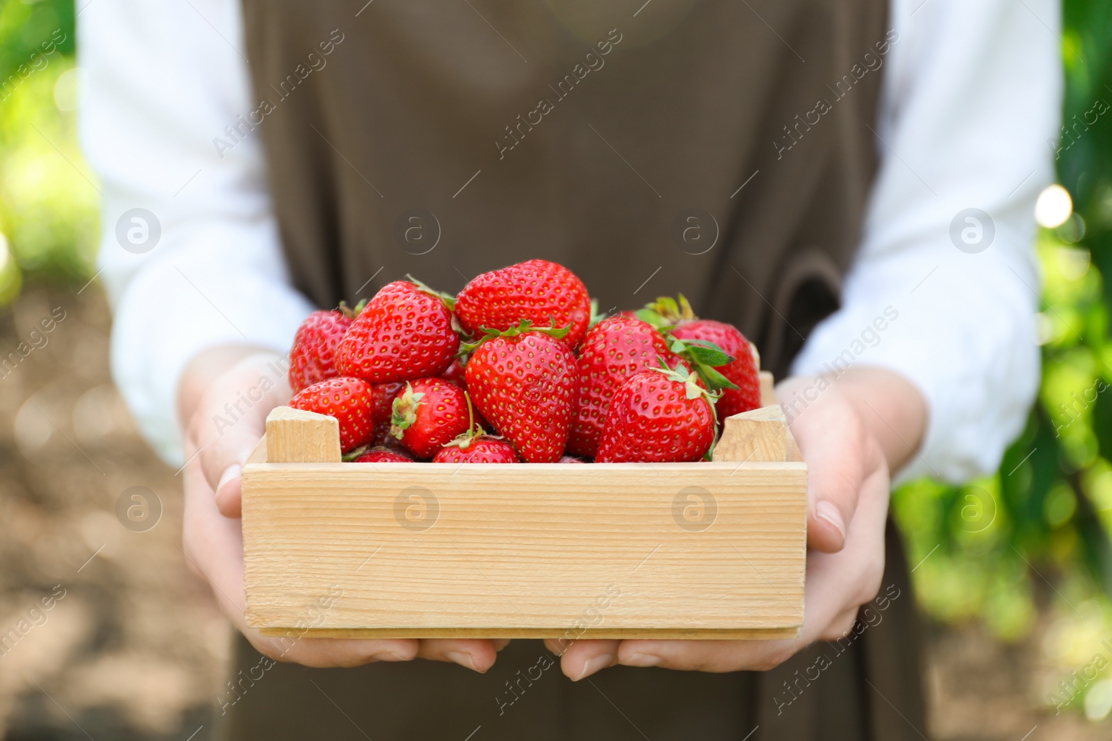 Photo of Woman holding wooden crate with ripe strawberries outdoors, closeup