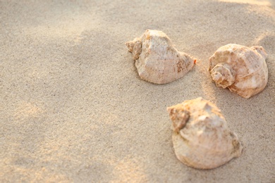 Photo of Beautiful shells on sandy beach near sea. Space for text