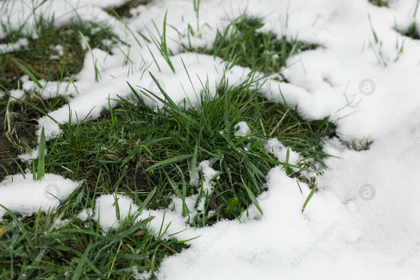 Photo of Green grass growing through snow outdoors, closeup