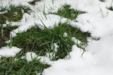 Green grass growing through snow outdoors, closeup