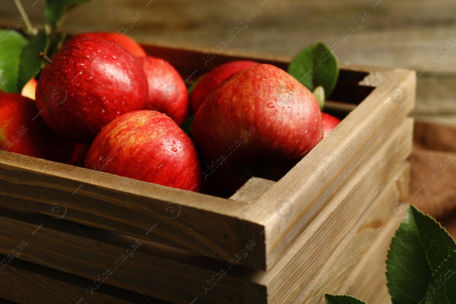 Photo of Ripe red apples with water drops in crate and green leaves on table, closeup