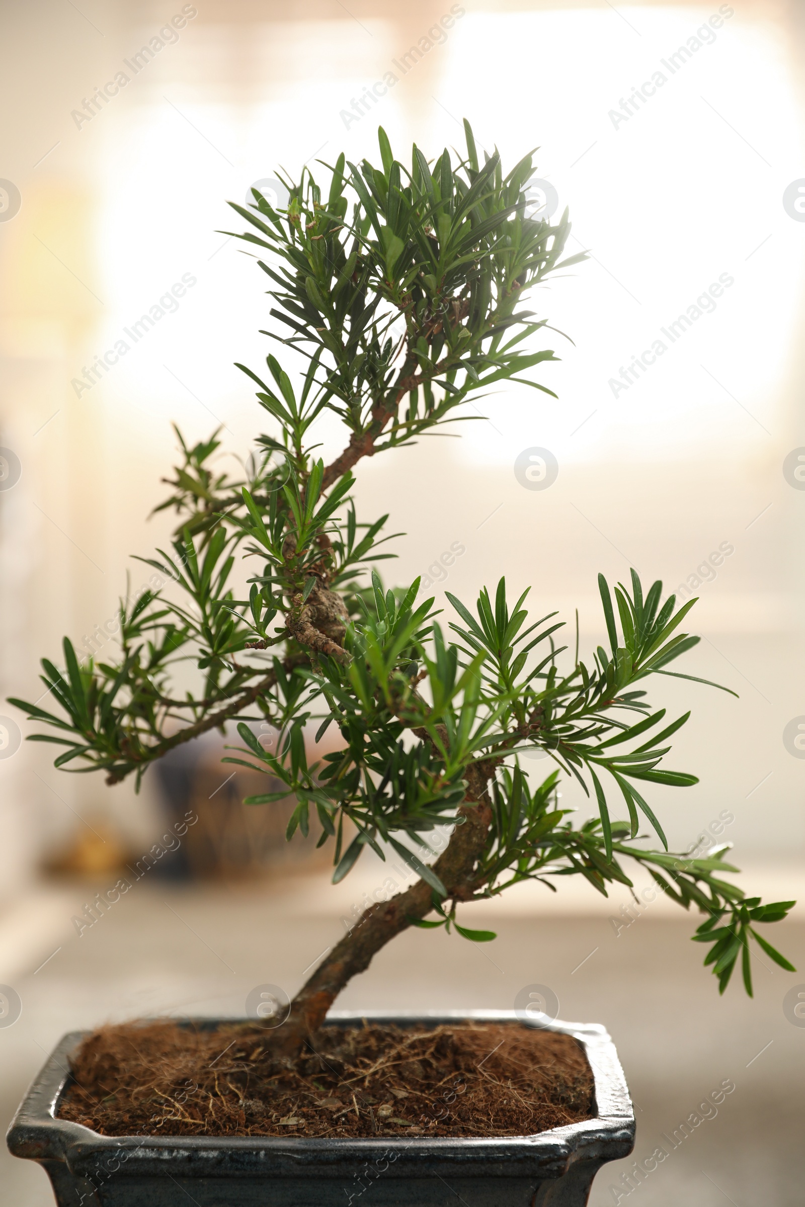 Photo of Japanese bonsai plant indoors. Creating zen atmosphere at home