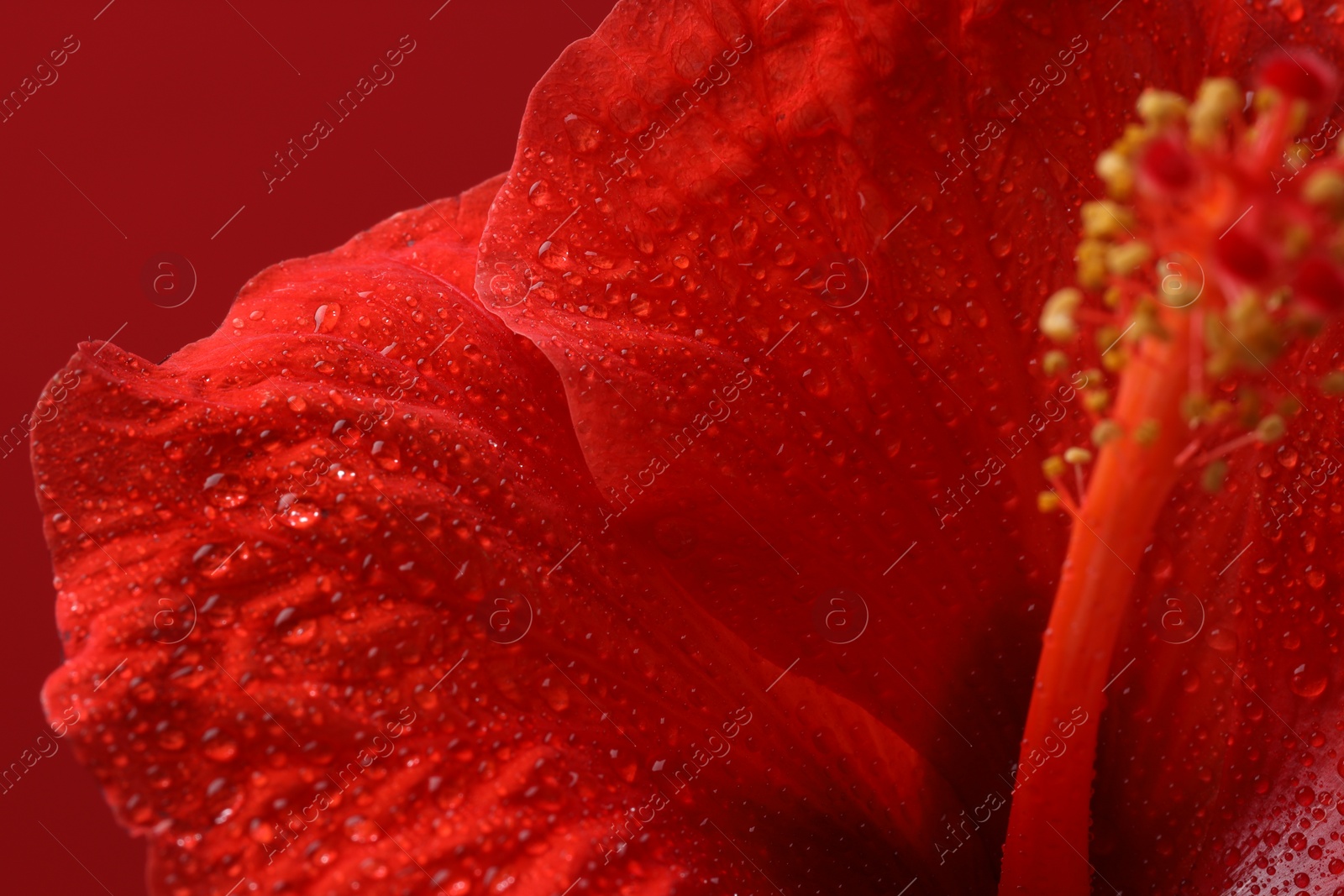 Photo of Beautiful hibiscus flower with water drops on red background, macro view