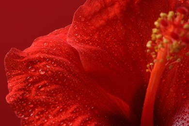 Beautiful hibiscus flower with water drops on red background, macro view