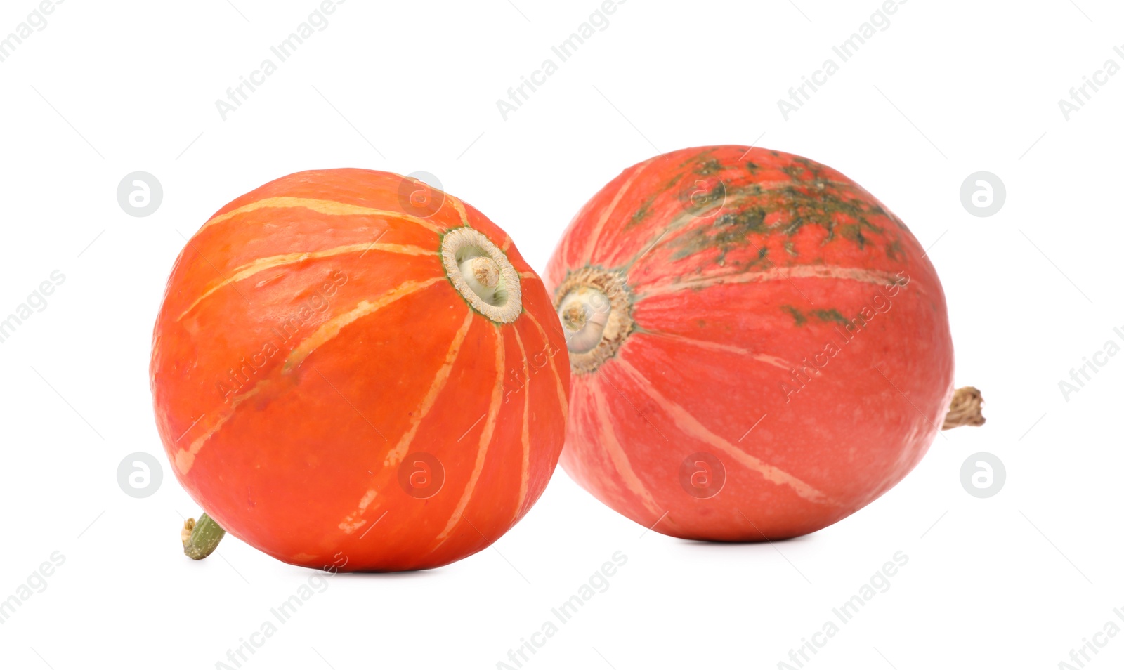 Photo of Two fresh orange pumpkins isolated on white