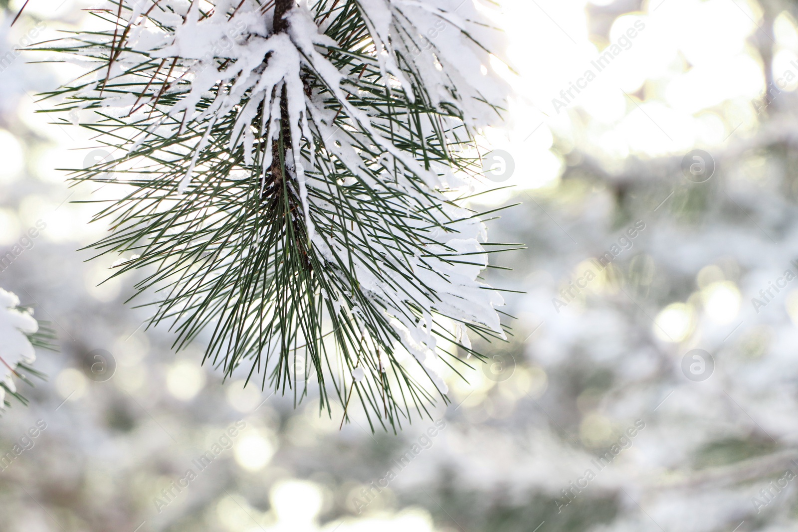 Photo of Conifer tree branches covered with snow in forest, closeup