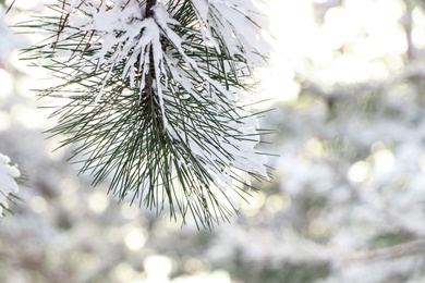Conifer tree branches covered with snow in forest, closeup