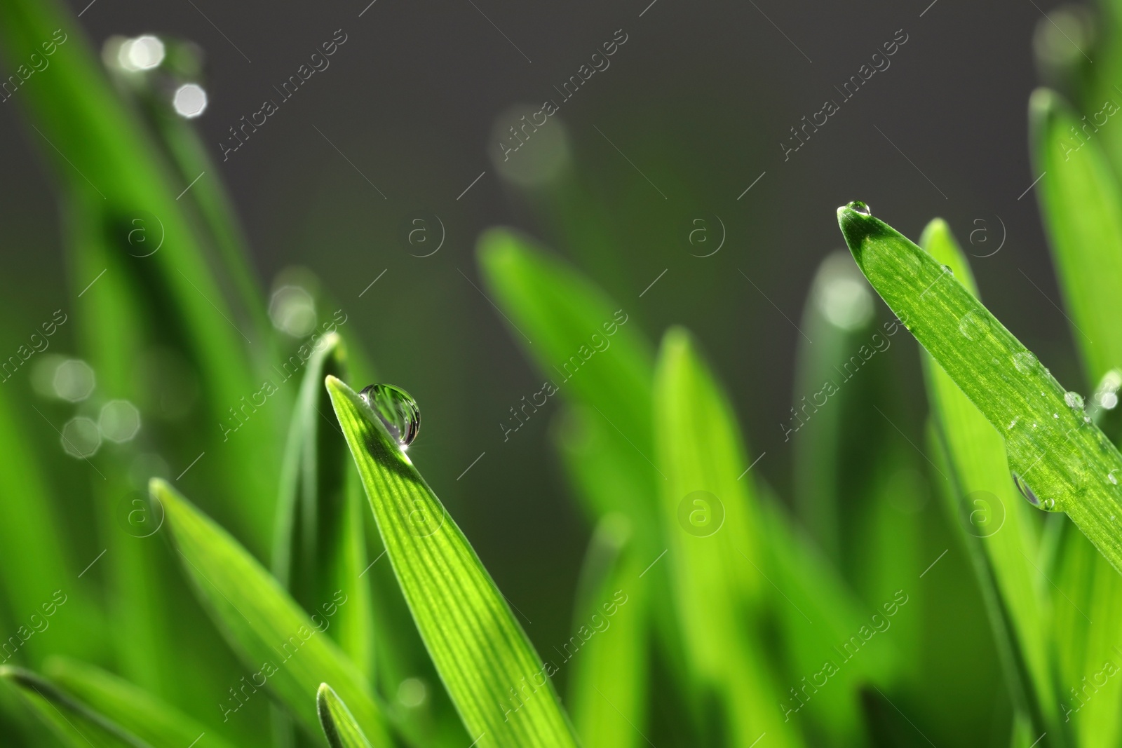 Photo of Green lush grass with water drops on blurred background, closeup