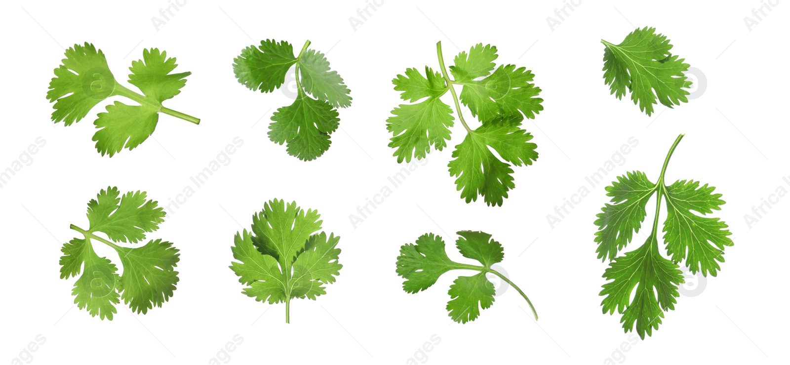 Image of Set with many fresh cilantro leaves on white background